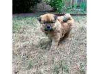 Chow Chow Puppy for sale in Duluth, GA, USA