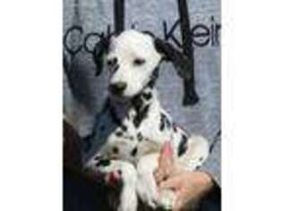 Dalmatian Puppy for sale in Greenville, TX, USA