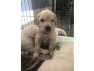 Mutt Puppy for sale in Selma, CA, USA