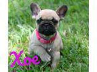 French Bulldog Puppy for sale in Lake Mary, FL, USA