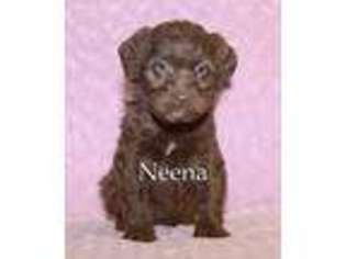 Labradoodle Puppy for sale in Fresno, OH, USA