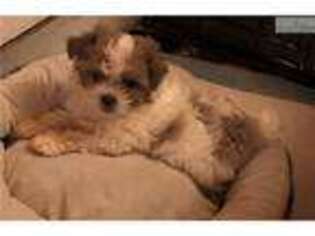 Shih-Poo Puppy for sale in Decatur, AL, USA
