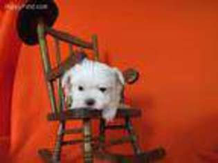Maltese Puppy for sale in Knoxville, IA, USA