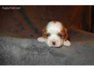 Cavalier King Charles Spaniel Puppy for sale in Chicago, IL, USA