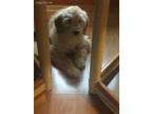 Goldendoodle Puppy for sale in Canton, MI, USA