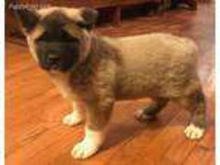 Akita Puppy for sale in Sharon, KS, USA