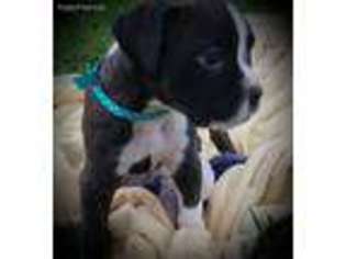 Boxer Puppy for sale in Enon, OH, USA