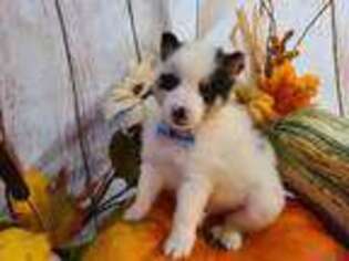 Shetland Sheepdog Puppy for sale in Lebanon, TN, USA