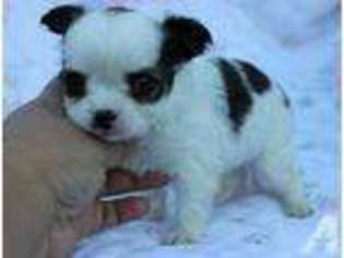 Chihuahua Puppy for sale in CASHMERE, WA, USA