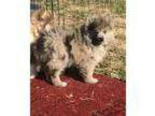 Mutt Puppy for sale in Burns Flat, OK, USA