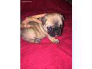 French Bulldog Puppy for sale in Lafayette, OR, USA