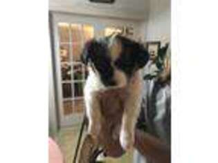 Papillon Puppy for sale in Roxton, TX, USA