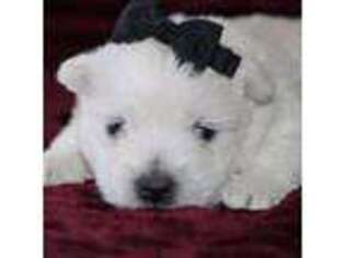 West Highland White Terrier Puppy for sale in Goshen, IN, USA