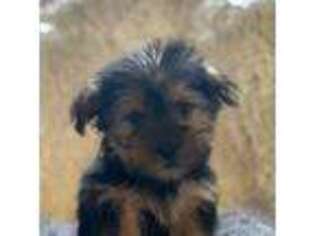 Yorkshire Terrier Puppy for sale in Durham, NC, USA
