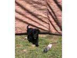 Labrador Retriever Puppy for sale in De Beque, CO, USA