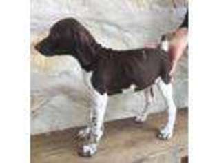 German Shorthaired Pointer Puppy for sale in George West, TX, USA
