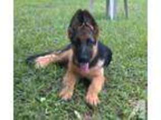 German Shepherd Dog Puppy for sale in BROOKSVILLE, FL, USA