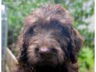 Labradoodle Puppy for sale in Appling, GA, USA