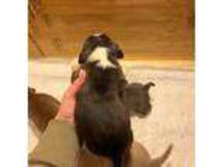 Mutt Puppy for sale in North Dartmouth, MA, USA