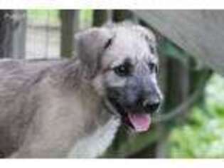 Irish Wolfhound Puppy for sale in New Concord, OH, USA