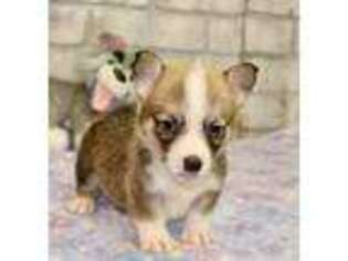 Pembroke Welsh Corgi Puppy for sale in Pittsburg, KS, USA