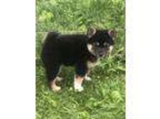 Shiba Inu Puppy for sale in Canastota, NY, USA
