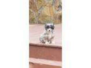 Mutt Puppy for sale in Stoutsville, OH, USA