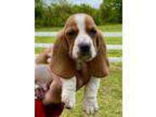 Basset Hound Puppy for sale in Branch, AR, USA