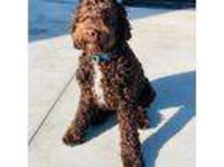 Labradoodle Puppy for sale in Granite Falls, NC, USA