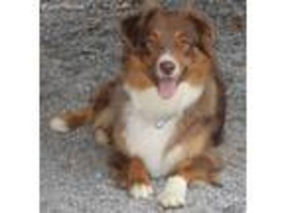 Australian Shepherd Puppy for sale in Hershey, PA, USA