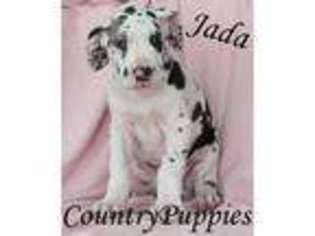 Great Dane Puppy for sale in Jolley, IA, USA