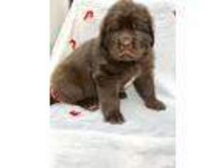 Newfoundland Puppy for sale in Archer, FL, USA