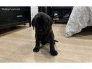 Mastiff Puppy for sale in Anaheim, CA, USA