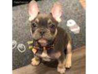 French Bulldog Puppy for sale in Fletcher, OH, USA