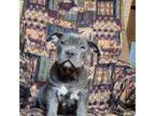 Mutt Puppy for sale in Framingham, MA, USA