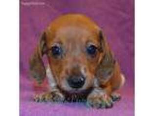 Dachshund Puppy for sale in Shawnee, OK, USA