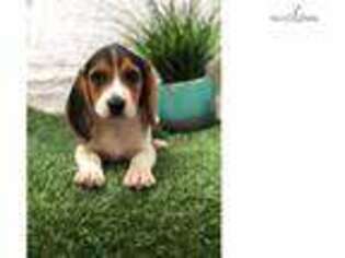 Beagle Puppy for sale in Fort Lauderdale, FL, USA