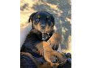 Rottweiler Puppy for sale in Kelseyville, CA, USA