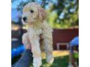 Goldendoodle Puppy for sale in Englewood, CO, USA