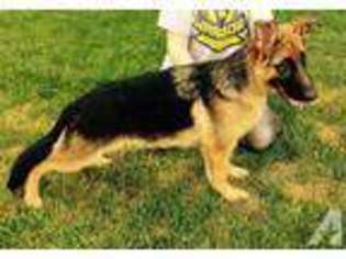 German Shepherd Dog Puppy for sale in MERIDIAN, ID, USA