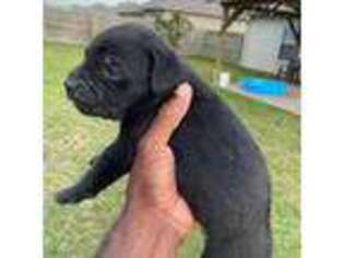 Cane Corso Puppy for sale in Cabot, AR, USA