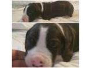 Great Dane Puppy for sale in Fayetteville, NC, USA