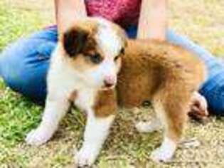 Australian Shepherd Puppy for sale in Clovis, NM, USA