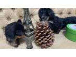 Yorkshire Terrier Puppy for sale in Tucson, AZ, USA