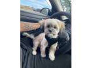 Mal-Shi Puppy for sale in Lakewood, WA, USA