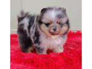 Pomeranian Puppy for sale in San Luis Obispo, CA, USA