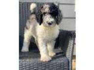 Labradoodle Puppy for sale in Phenix City, AL, USA