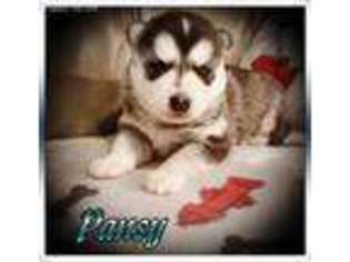Siberian Husky Puppy for sale in Springville, IN, USA