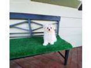 Maltese Puppy for sale in Santa Clarita, CA, USA