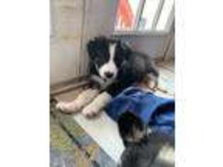Border Collie Puppy for sale in Egg Harbor Township, NJ, USA